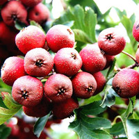 Natuurlijke & Hoge Kwaliteit Meidoorn Berry Extract/Meidoorn Fruit P.E.