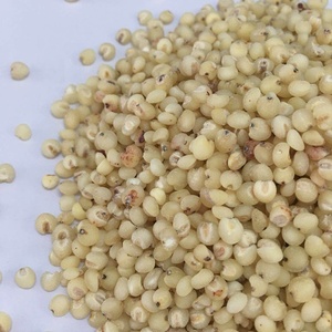 2023 yeni ürün çin tahıl ham beyaz sorgum sıcak satış - Product Image 3