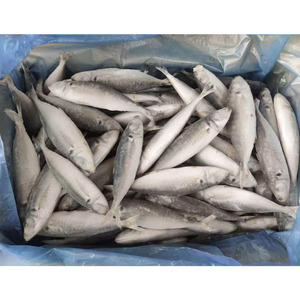 Haute qualité 200-300g congelé Atlantique <span class=keywords><strong>Carapau</strong></span> fruits de mer poisson maquereau du Pacifique cheval maquereau W/R poisson Offre Spéciale fruits de mer - Product Image 6