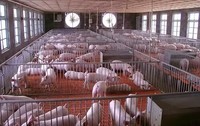 Abri de ferme préfabriqué en acier moderne à faible coût avec un grand hangar de stockage pour volailles, moutons, vaches, chèvres laitières