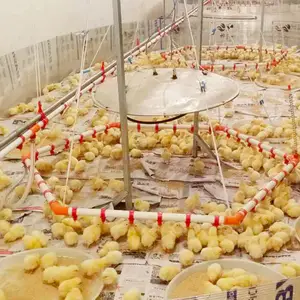 Sistem Gulung Memberi Makan Sistem Minum Air Ayam dengan Cangkir Tetes Sistem Pengumpulan Telur Otomatis