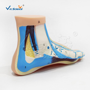 Modelo de pie normal natural, demostración de la anatomía del arco del pie, para uso en la enseñanza de rehabilitación en escuelas de medicina. - Product Image 3