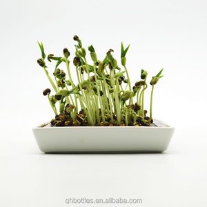 Juego <span class=keywords><strong>de</strong></span> Germinación al por Mayor, Bandeja Cuadrada <span class=keywords><strong>de</strong></span> Cerámica, Malla <span class=keywords><strong>de</strong></span> Filtro <span class=keywords><strong>de</strong></span> Acero Inoxidable para Germinación <span class=keywords><strong>de</strong></span> Semillas, Microgreens, Caja <span class=keywords><strong>de</strong></span> Empaque Personalizada - Product Image 4