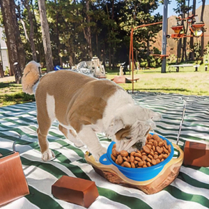 Hilim SCG - Platos Plegables y Resistentes al Agua para Mascotas, Ecológicos, de Plástico, para Comida y Agua, Ideales para Viajes y Actividades al Aire Libre - Product Image 2