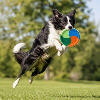 Jouet à mâcher pour chien en tissu, 10 pouces, 4 couleurs, design moderne classique, durable, jouet interactif pour chien pour l'extérieur/l'intérieur