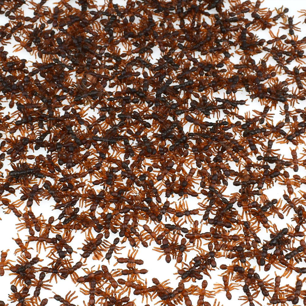 Little ant