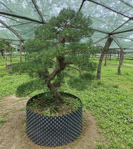 <span class=keywords><strong>Pot</strong></span> d'élagage de racine HDPE à air de 5 gallons stabilisé Uv <span class=keywords><strong>pour</strong></span> carottes, tomates, plantes, framboises, arbres, myrtille Olive Growing - Product Image 5