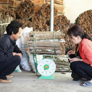 เครื่องเทศเวียดนาม-ถ่มน้ำลาย-ขี้เหล็กหัก-ซิการ์อบเชยอบเชยฤดูใหม่ (398885178 0084) - Product Image 1