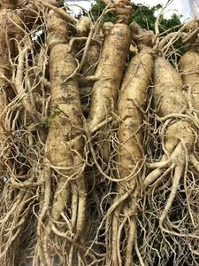 Сушеный корень женьшеня, цельная китайская трава, чай Panax, оптовая продажа, для здоровья человека, красный корень женьшеня, корейский красный корень женьшеня - Product Image 2