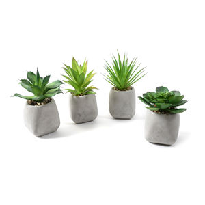 Planta Suculenta en Maceta de Hormigón, Diámetro 5.5 x Altura 10.5 cm - Product Image 1