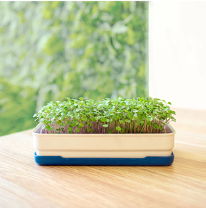 Jardin hydroponique d'intérieur intelligent pour la cuisine, plateau pour micro-légumes, <span class=keywords><strong>en</strong></span> <span class=keywords><strong>bois</strong></span> naturel, à suspendre au mur, utilisation domestique - Product Image 1