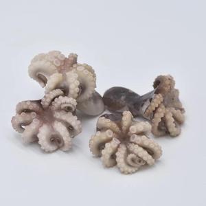 Pulpo congelado de calidad alimentaria, precio al por mayor, mariscos, nueva temporada, exportación, pulpo entero congelado gigante, en stock, octop pequeño de bebé congelado - Product Image 2