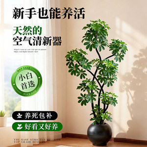 Schefflera Arboricola Indoor Potted Plant Round Elegant Living Room Office Desk Decoration <b>Environment</b> Friendly - Product Image 2
