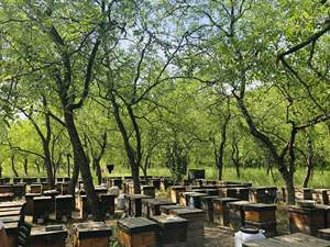 BEESTAR Premium chino crudo orgánico Sidr <span class=keywords><strong>miel</strong></span> a granel proveedor mayorista a Oriente Medio con servicios <span class=keywords><strong>de</strong></span> embalaje OEM personalizados - Product Image 6