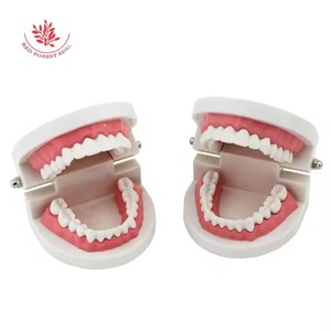 Modello Dentale a Grandezza Naturale per l'Insegnamento nelle Scuole dell'Infanzia, Modello per Insegnare agli Bambini come Spazzolare Correttamente, Modello Dentale Pratico per l'Insegnamento - Product Image 3