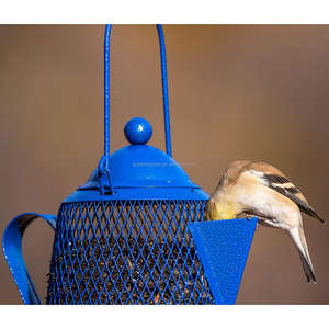 모든 금속 900g 용량 매달려 애완 동물 음식 그릇 커피 포트 메쉬 블루 아연 도금 스틸 정원에서 뒤뜰 새들이에 대 한 - Product Image 4
