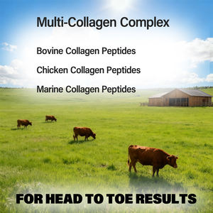 Hochwertige Schönheit Kollagen Peptide Pulver Muskel hydrolysiertes Kollagen Pulver für Mann und Frau - Product Image 5