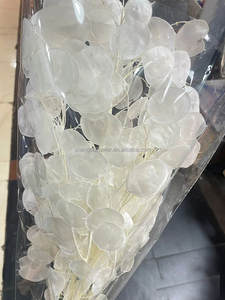 Bouquet di Fiori Secchi Lunaria Annua Bianchi Preservati per Decorazioni Domestiche o Matrimoniali dalla Fabbrica dello Yunnan - Product Image 5