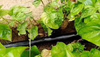 Ligne de production de ruban d'irrigation goutte à goutte de type agricole Machine à ruban d'irrigation goutte à goutte fabriquée en PE Entreprise Expert agricole