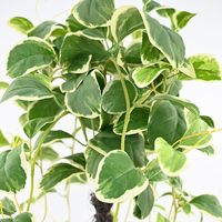 Plante artificielle de haute qualité, topiaire de boxwood de 70 cm en pot en plastique, plante artificielle de qualité commerciale pour la décoration paysagère extérieure