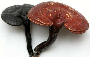 Высококачественный сыпучий порошок Ganoderma Lucidum a растительный экстракт суперпищевой сырой гриб для пользы для здоровья - Product Image 3