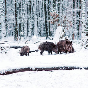 Fortschrittliches GPS-Hunde-Trainingshalsband mit Dual-Thread-Datensicherung und Großem Bildschirm für die Jagd & das Verhaltenstraining von Haustieren - Product Image 2