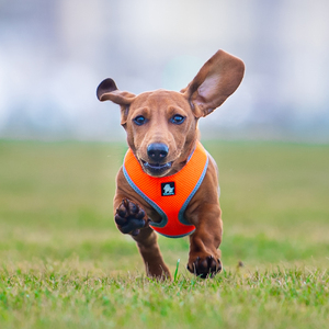 Truelove paling populer perjalanan lembut bernapas mode Harness hewan peliharaan untuk anjing kecil dan kucing grosir harga murah disesuaikan rompi anjing - Product Image 5