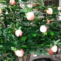 Simulatie Kunststof Fruitboom Nep Appel Sinaasappel Mandarijn Perzik Granaatappel Binnen Buiten Staande Decoratie