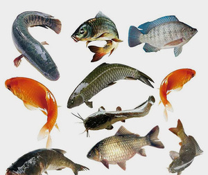 Tuổi thọ hoa cúc chiết xuất Lutein <span class=keywords><strong>4</strong></span>% nồng độ cao xanthophyll thức ăn phụ gia cho tăng cường sức khỏe động vật - Product Image 4