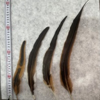 Lot de 50 Plumes de Coq Naturelles Teintées Écologiques Sans Azo Certifiées Vétérinaire pour Fêtes et Cocktails (Vente en Gros)