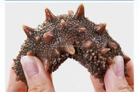 Meilleures ventes de fruits de mer frais de haute qualité naturels séchés au soleil Concombre de mer Apostichopus Japonicus Dragon de mer séché 1KG Emballage OEM