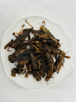 Les insectes comestibles écologiquement purs se vendent bien. Les sauteurs, les lézards, les poissons et les salamandres sont tous des aliments sains.