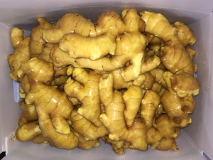 Nhà Máy Trung Quốc cung cấp trực tiếp Chất lượng cao gừng vàng tươi 250g + - Product Image 2