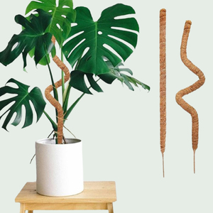 30 inch sinh thái rêu cực uốn cong số lượng lớn Pack-sphagnum hydrat hóa, bền vững tìm nguồn cung ứng - Product Image 6