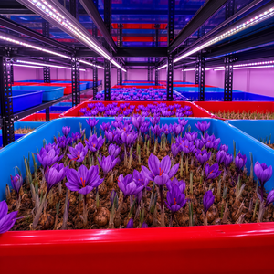 Système <span class=keywords><strong>de</strong></span> ferme mobile clé en main pour la culture du <span class=keywords><strong>safran</strong></span> en conteneur, avec pompe, pour usine horticole intérieure à climat contrôlé par CVC intelligent et automatique - Product Image 4