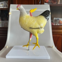 Anatomía Animal de PVC médico que enseña modelos anatómicos de pollo equipo de ciencia educativa