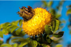 Superoxidodismutasa (SOD) Natural de Rosa Roxburgh 150000u/g - Product Image 5