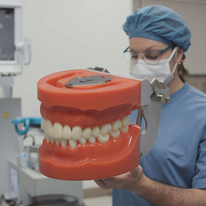 Z8010 modello dentale <span class=keywords><strong>Standard</strong></span> per la scienza medica formazione materiale in resina con 32 denti a vite di classe dentale - Product Image 6