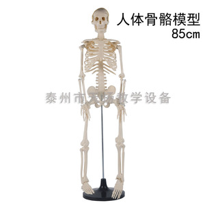 Modelo de Esqueleto Humano de 85 cm, Modelo de Anatomía Humana, Equipo para Experimentos Biológicos, Modelo de Enseñanza Médica al por Mayor - Product Image 3