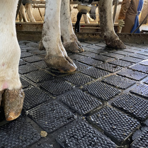 <span class=keywords><strong>Tapis</strong></span> en caoutchouc antidérapant et confortable pour vaches et chevaux, 17 mm/25 mm, imperméable, durable, <span class=keywords><strong>tapis</strong></span> <span class=keywords><strong>de</strong></span> box en caoutchouc diamanté pour bovins laitiers - Product Image 4