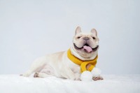 Offre Spéciale rose lapin moelleux boule écharpe mignon mode hiver chien tricoté animal chaud écharpe