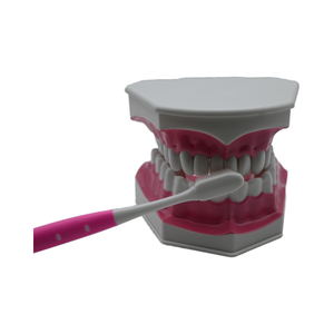 Modello Didattico Speciale per Odontoiatria con Denti Grandi e Inferiori Rimovibili per l'Insegnamento della Pulizia Dentale - Product Image 1