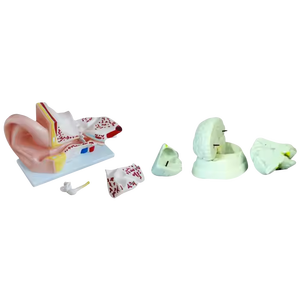 Modèle d'oreille géante de science médicale ADA et modèle de cerveau pour l'outil d'enseignement médical de démonstration de maladie - Product Image 1