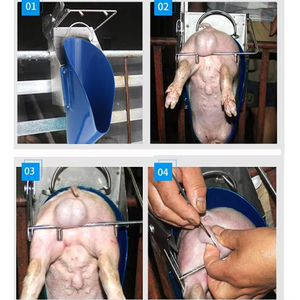 Soporte <span class=keywords><strong>de</strong></span> castración <span class=keywords><strong>de</strong></span> lechones <span class=keywords><strong>de</strong></span> acero inoxidable Musyder 304 con cubierta suave y sistema <span class=keywords><strong>de</strong></span> seguridad <span class=keywords><strong>de</strong></span> bloqueo rápido para procesamiento masivo - Product Image 4