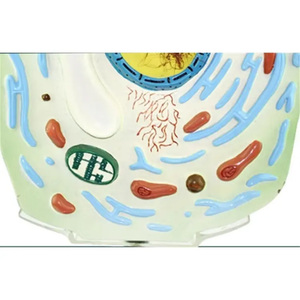 Cấu trúc tế bào thực vật giải phẫu manikin trung học sinh học mô hình giảng dạy cho phòng thí nghiệm và mục đích nghiên cứu - Product Image 4