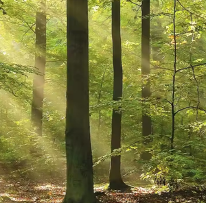 Papier peint personnalisé 3D Forêt Tropicale Haute <span class=keywords><strong>D</strong></span>éfinition Forêt Espace Expansion Horizons Salon Chambre Fond Mural - Product Image 1