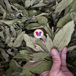 ใบฝรั่งแห้งจากเวียดนาม/ฉลากสะอาดเหมาะสำหรับอาหารเสริมชาสมุนไพรและแบรนด์ OEM เพื่อสุขภาพออร์แกนิก - Product Image 1