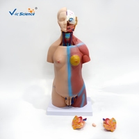 Modelo de Torso Humano de 45 cm y 23 Partes, Modelo Anatómico Masculino y Femenino para Enseñanza