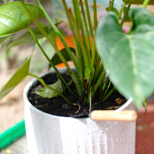 Terreau en poudre pour plantes vertes <span class=keywords><strong>fleurs</strong></span> succulentes pour la plantation et l'élevage de semis - Product Image 2