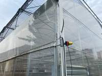 Serre agricole multi-chapelle en polytunnel avec film plastique pour système hydroponique de culture de tomates